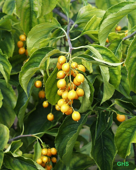 American Bittersweet (Celastrus scandens)