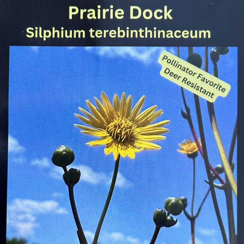 Seed Pack - Prairie Dock (Silphium terebinthinaceum)