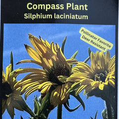 Seed Pack - Compass Plant (Silphium laciniatum)