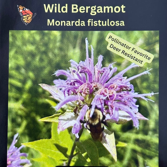 Seed Pack - Wild Bergamot [Bee Balm] (Monarda fitulosa)