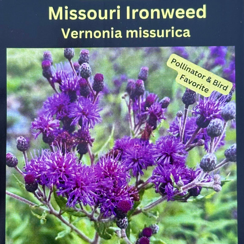 Seed Pack - Missouri Ironweed (Vernonia missurica)