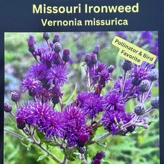 Seed Pack - Missouri Ironweed (Vernonia missurica)