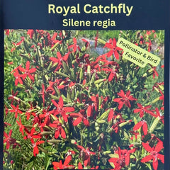 Seed Pack - Royal Catchfly (Silene regia)