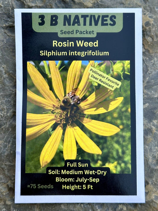 Seed Pack - Rosinweed (Silphium integrifolium)