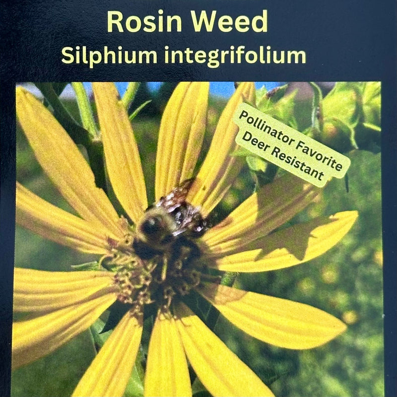 Seed Pack - Rosinweed (Silphium integrifolium)