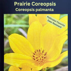 Seed Pack - Prairie [Plains] Coreopsis (Coreopsis palmata)