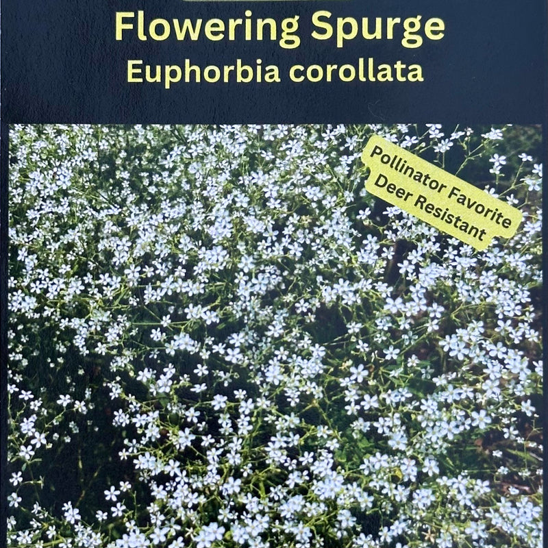 Seed Pack - Flowering Spurge (Euphorbia corollata)