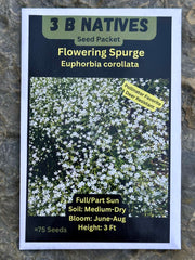 Seed Pack - Flowering Spurge (Euphorbia corollata)