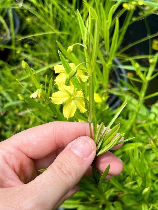 Prairie Loosestrife (Lysimachia quadriflora)