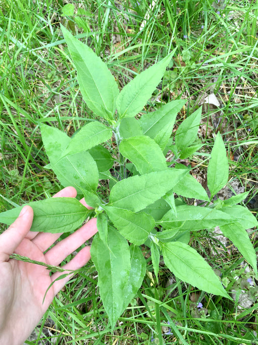 Sunchoke (Helianthus tuberosus) BARE ROOT