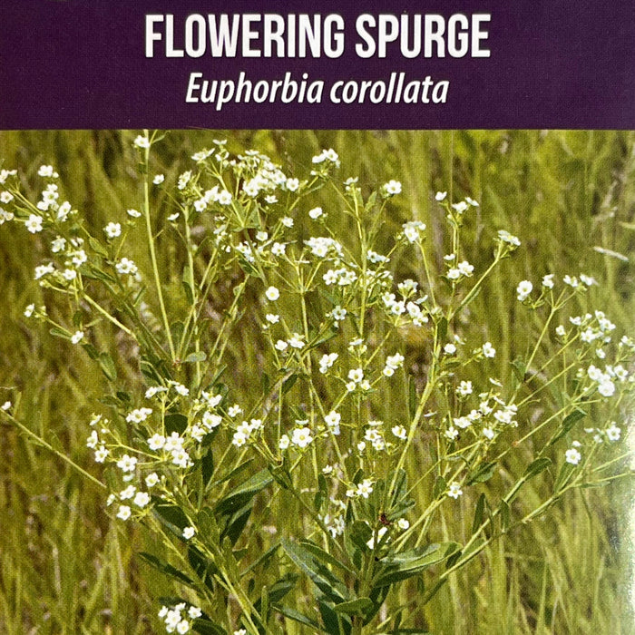 Seed Pack - Flowering Spurge (Euphorbia corollata)