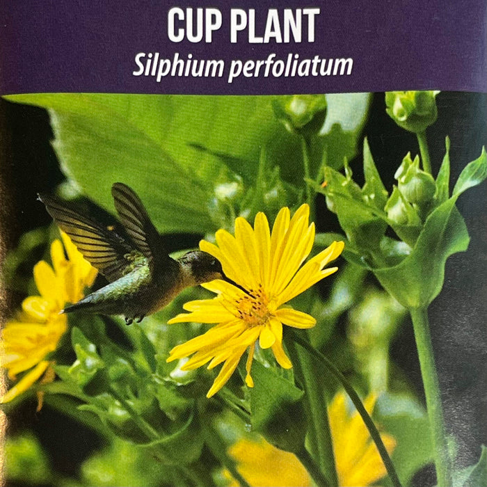 Seed Pack - Cup Plant (Silphium perfoliatum)