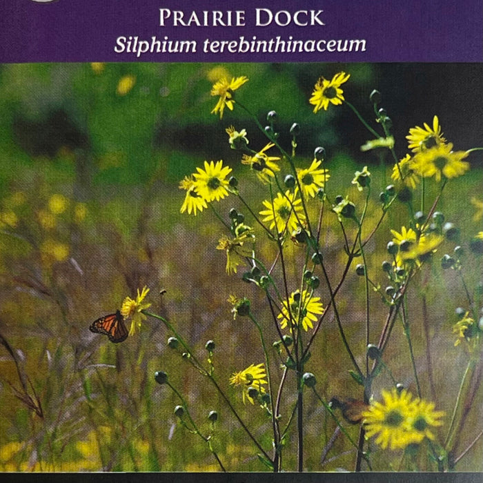 Seed Pack - Prairie Dock (Silphium terebinthinaceum)