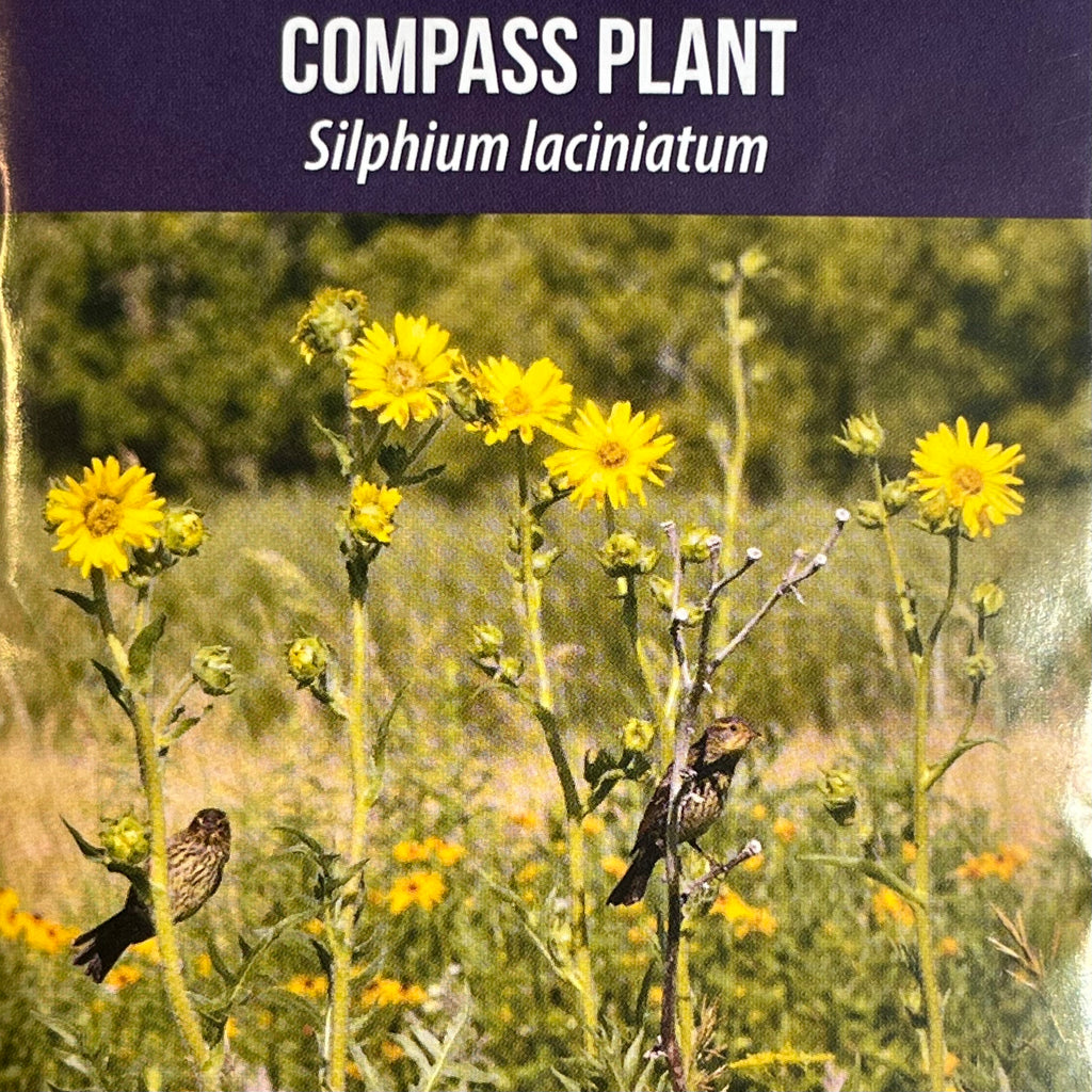 compass plant seed Seed Pack