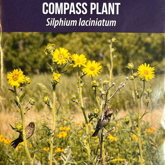 Seed Pack - Compass Plant (Silphium laciniatum)
