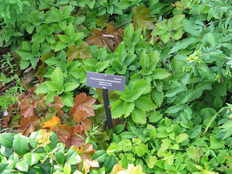 Allegheny Pachysandra (Pachysandra procumbens) BARE ROOT - SHIPS BEGINNING WEEK OF 12/8