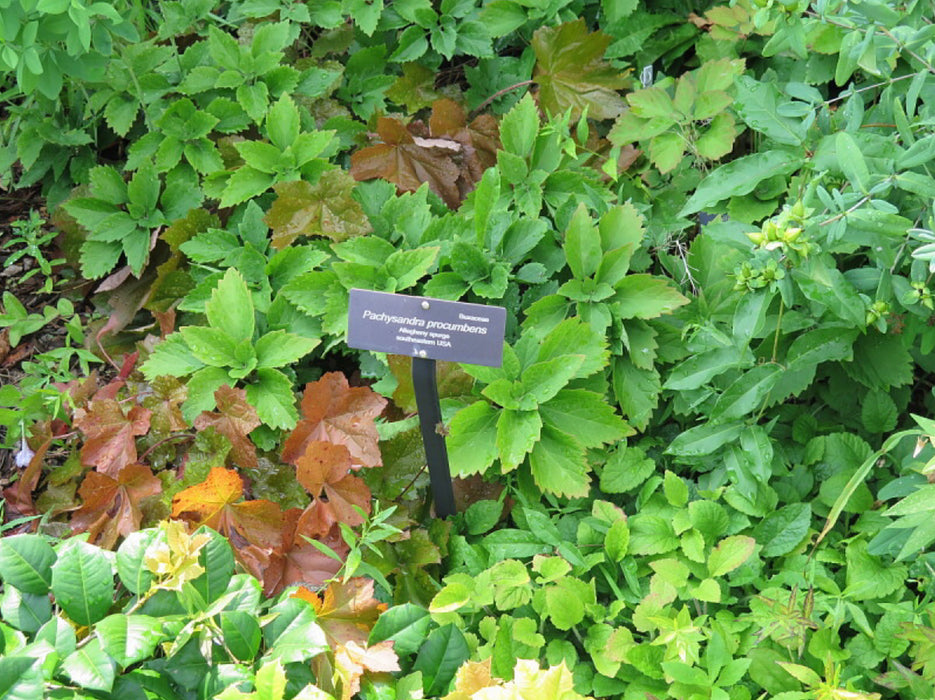 Allegheny Pachysandra (Pachysandra procumbens) BARE ROOT