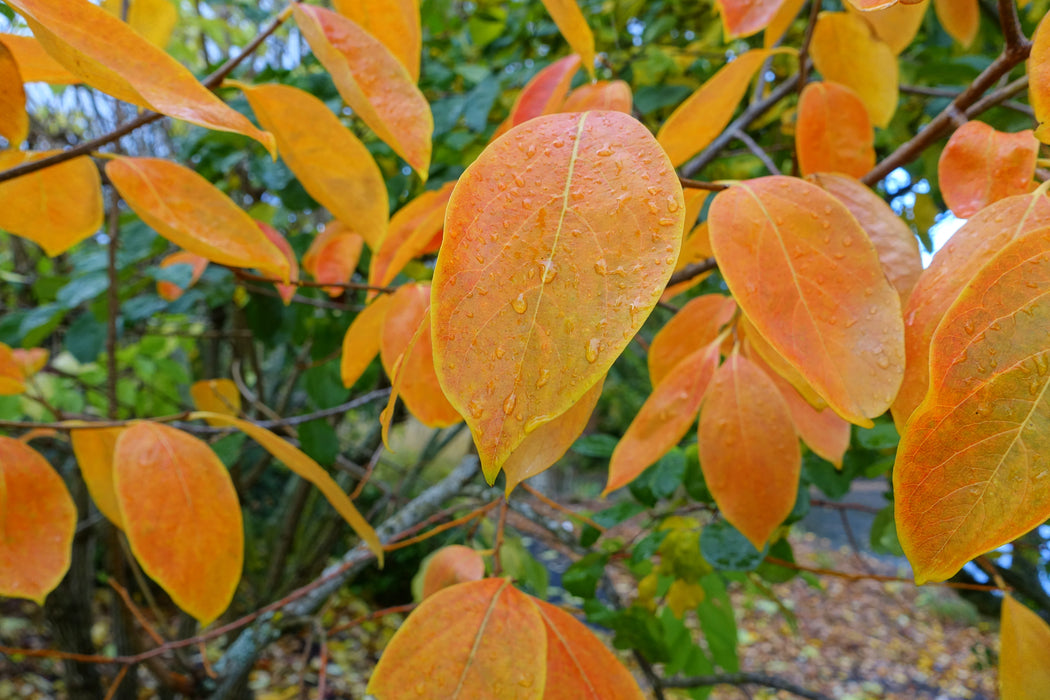 American Persimmon (Diospyros virginiana) 1 GAL