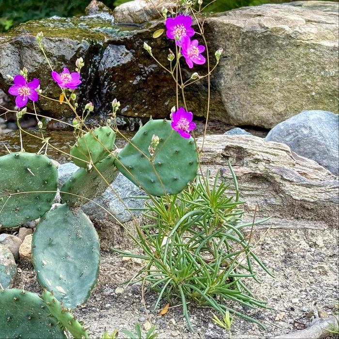 Rock Pink (Phemeranthus calycinus)