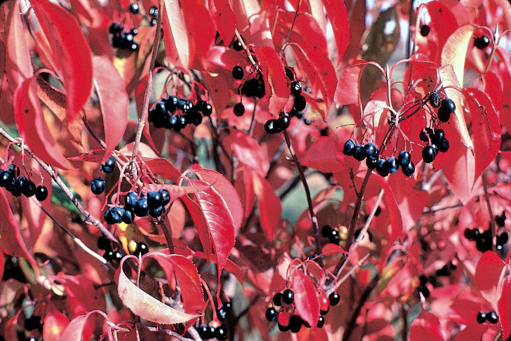 Nannyberry Viburnum (Viburnum lentago)