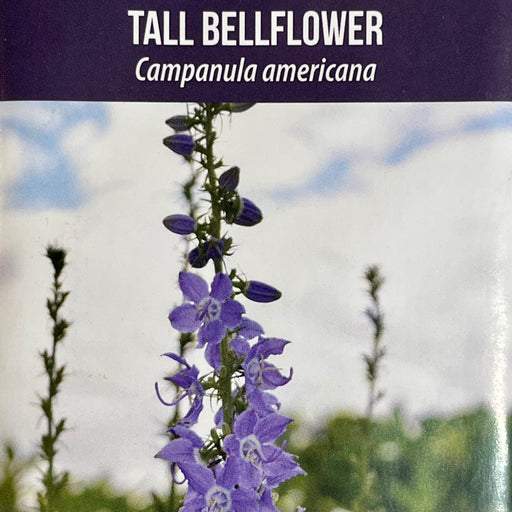 campanula flower seeds Seed Pack