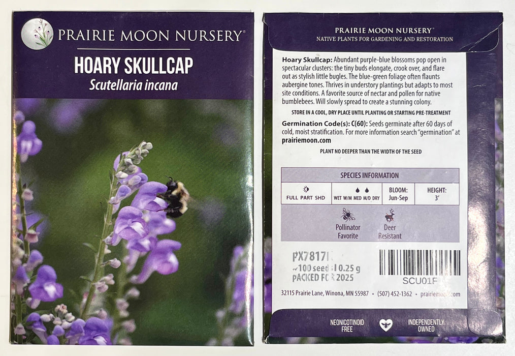 Seed Pack - Hoary [Downy] Skullcap (Scutellaria incana)