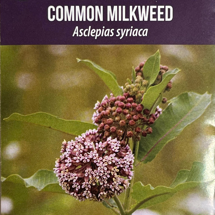 Seed Pack - Common Milkweed (Asclepias syriaca)