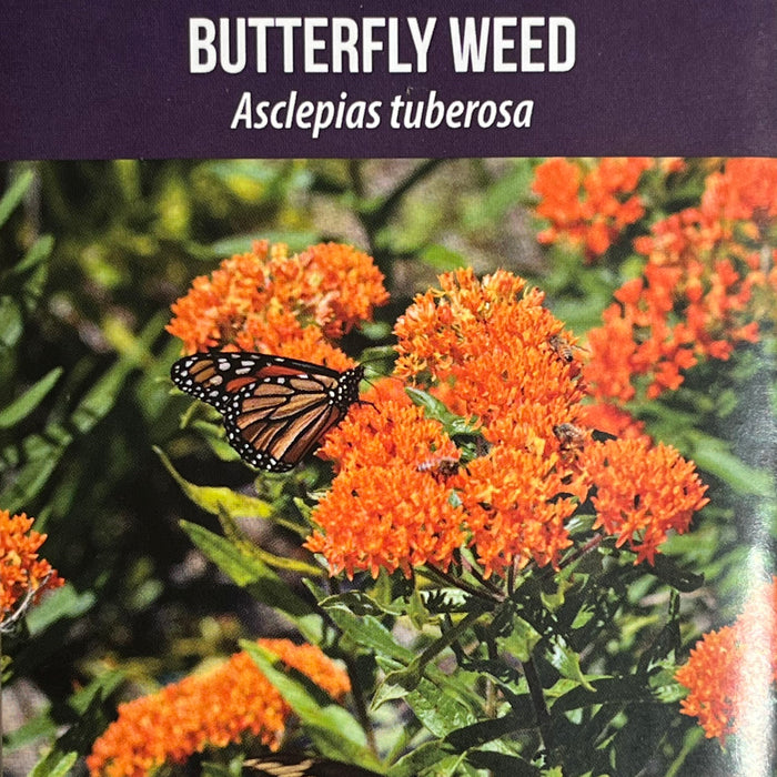 Seed Pack - Butterfly Milkweed (Asclepias tuberosa)