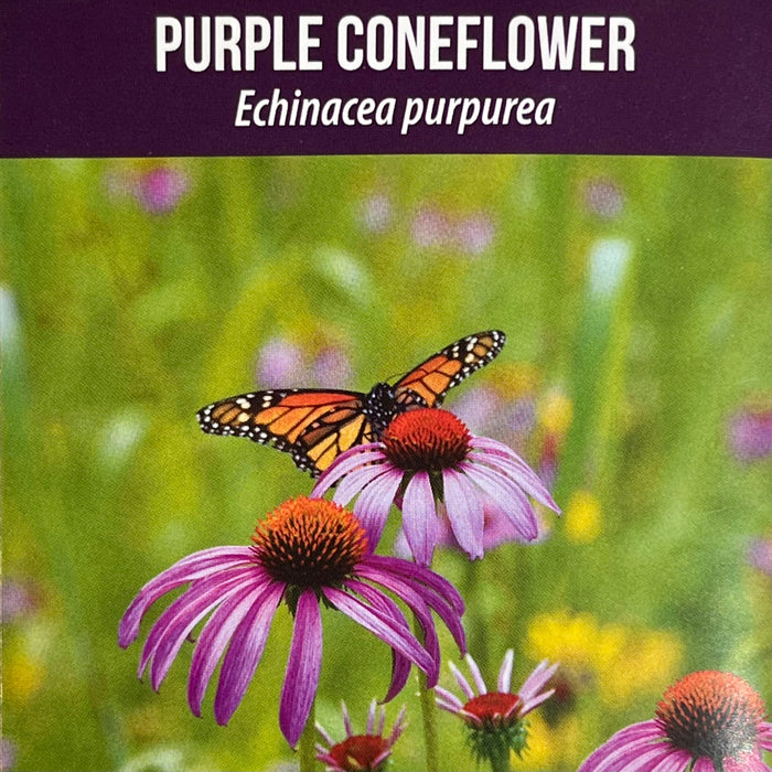 Seed Pack - Purple Coneflower (Echinacea purpurea)
