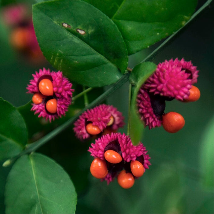 American Strawberry Bush (Euonymus americanus)