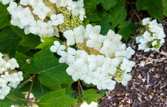 Oakleaf Hydrangea (Hydrangea quercifolia)