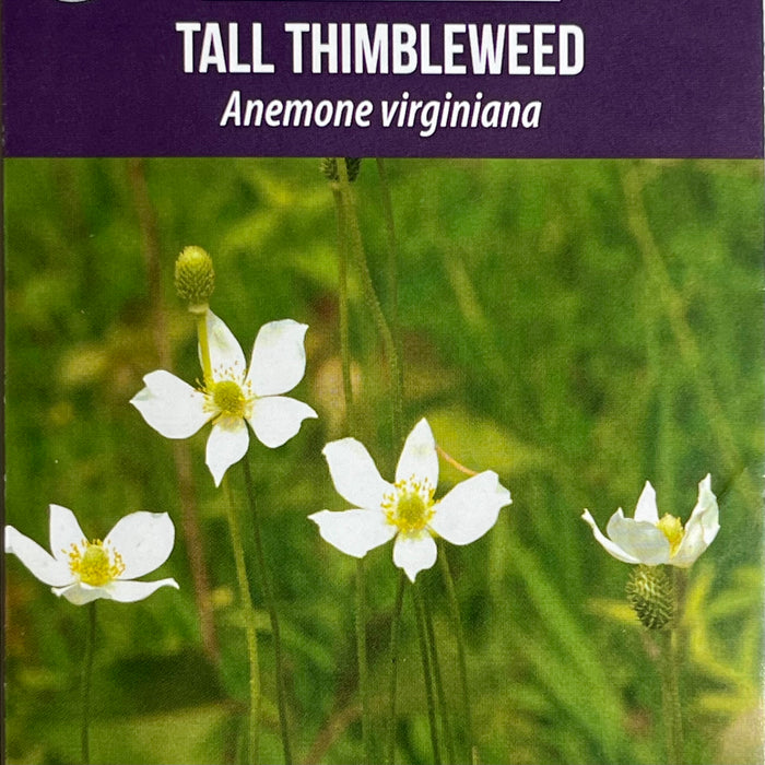 Seed Pack - Tall Thimbleweed (Anemone virginiana)