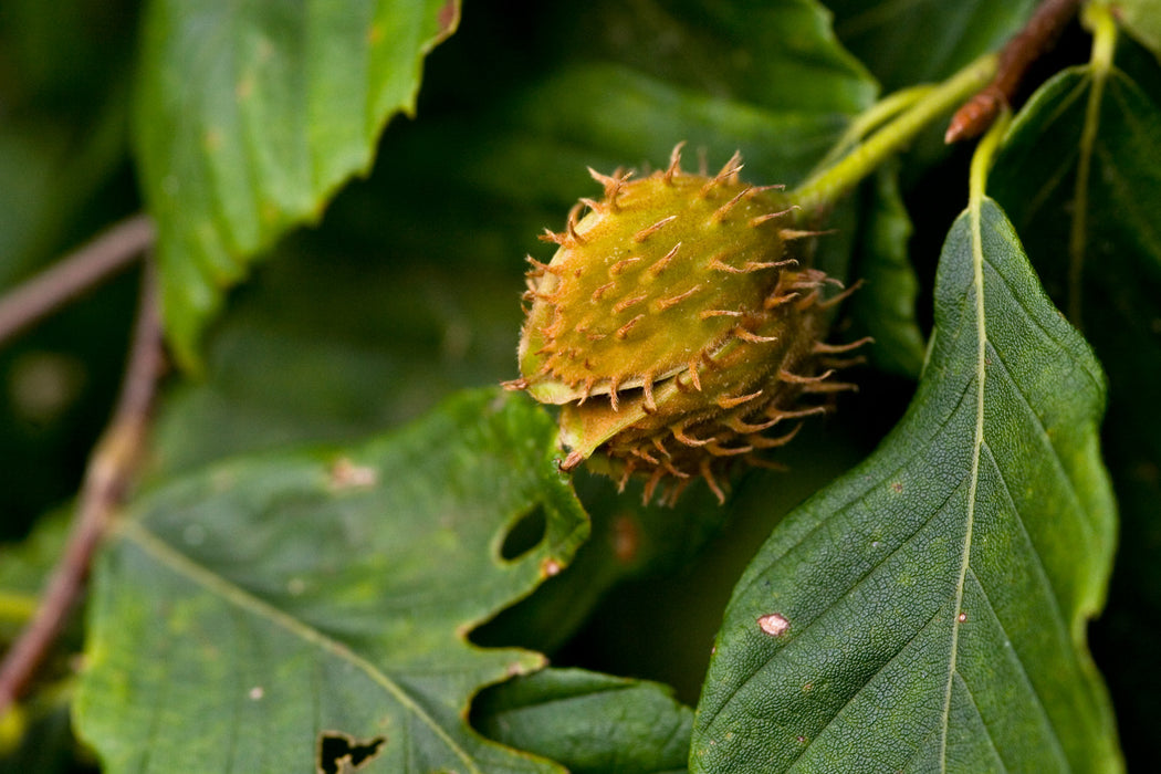 American Beech (Fagus grandifolia)