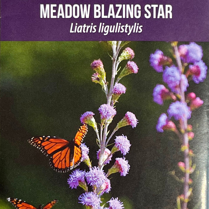 Seed Pack - Meadow Blazing Star (Liatris ligulistylis)
