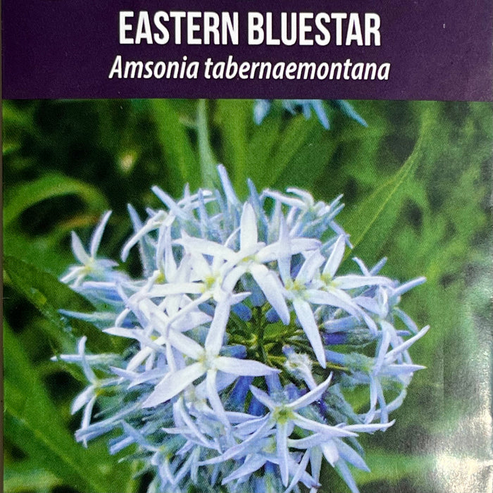 Seed Pack - Eastern Bluestar (Amsonia tabernaemontana)