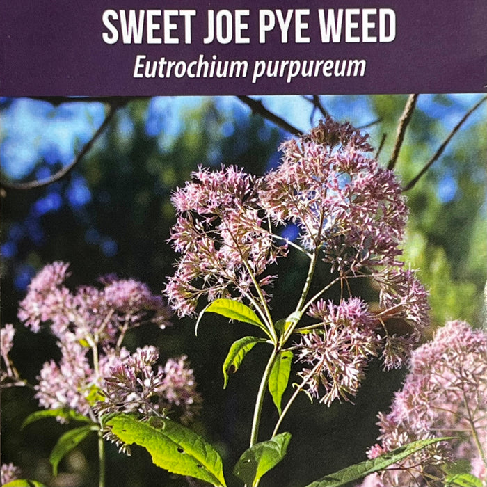 Seed Pack - Sweet Joe-pye Weed (Eutrochium purpureum)