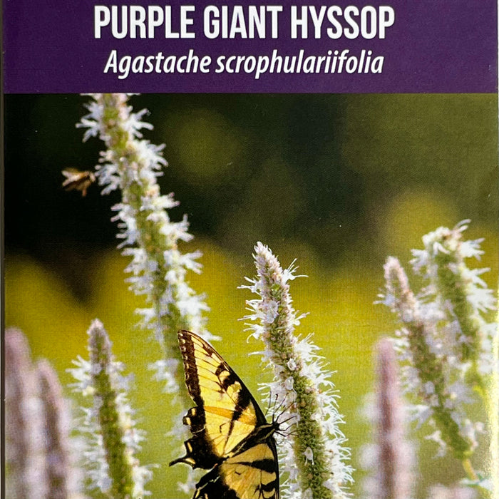 Seed Pack - Giant Purple Hyssop (Agastache scrophulariifolia)