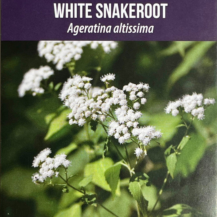 Seed Pack - White Snakeroot (Ageratina altissima)