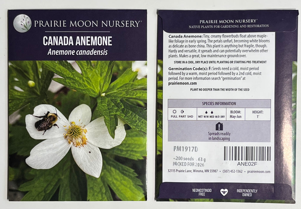 Seed Pack - Canadian [Meadow] Anemone (Anemone canadensis)