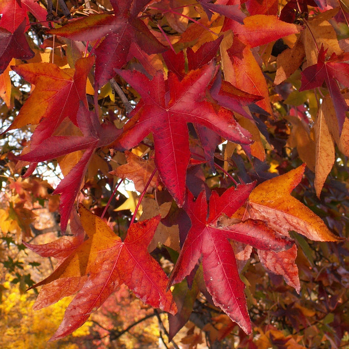 Sweetgum (Liquidambar styraciflua)