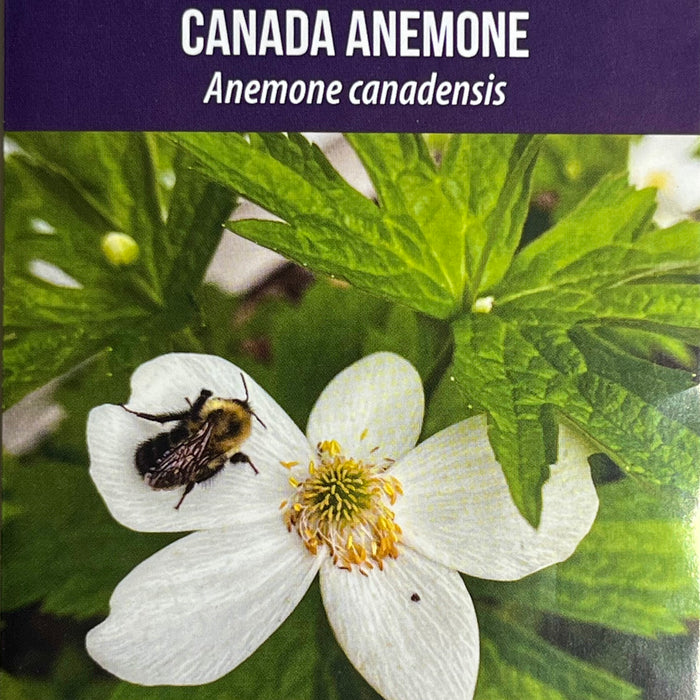 Seed Pack - Canadian [Meadow] Anemone (Anemone canadensis)