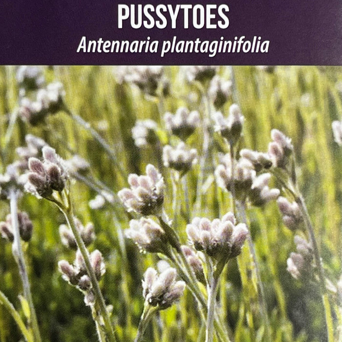 Seed Pack - Pussytoes (Antennaria plantaginifolia)
