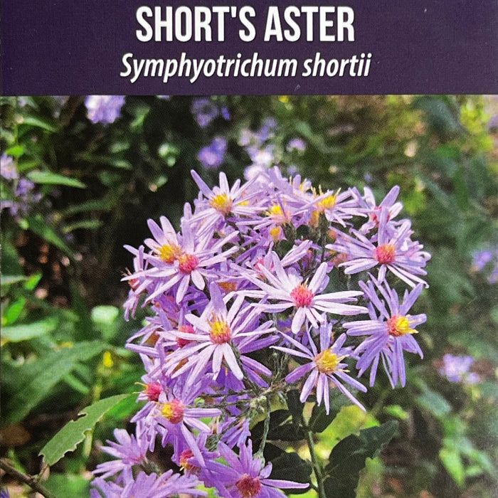 Seed Pack - Short's Aster (Symphyotrichum shortii)