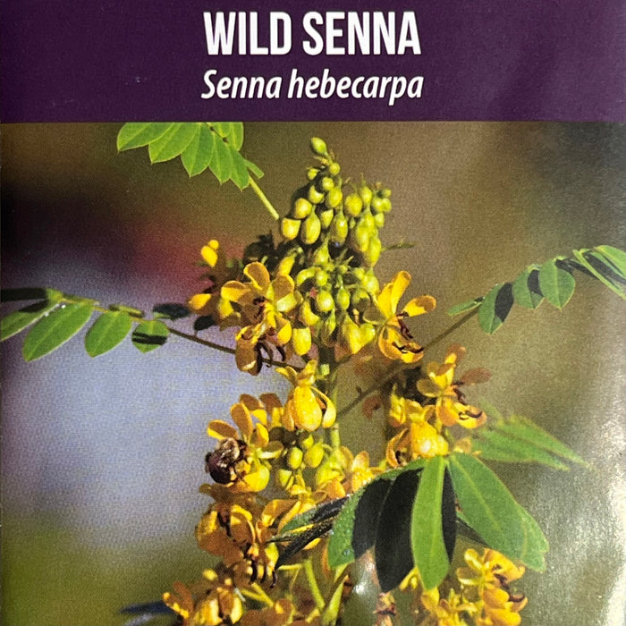 Seed Pack - Wild Senna (Senna hebecarpa)
