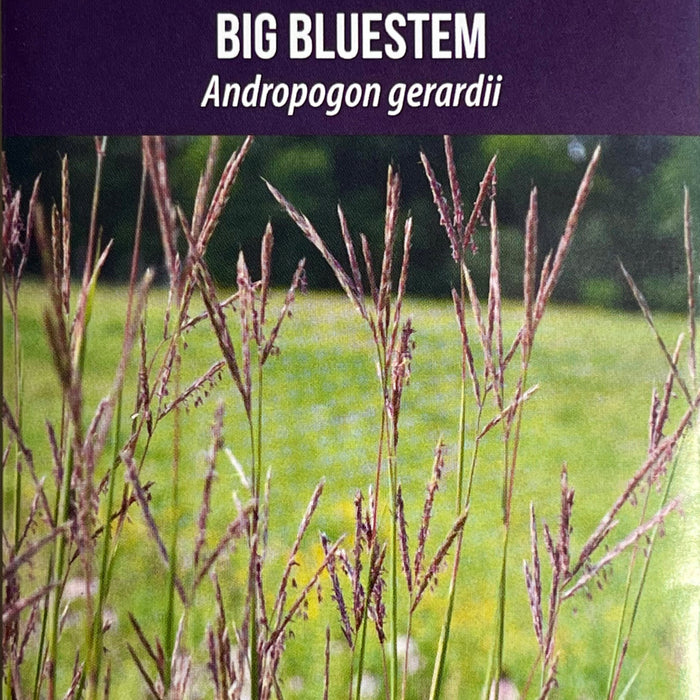 Seed Pack - Big Bluestem (Andropogon gerardii)