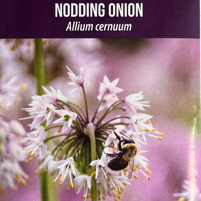 Seed Pack - Nodding Wild Onion (Allium cernuum)