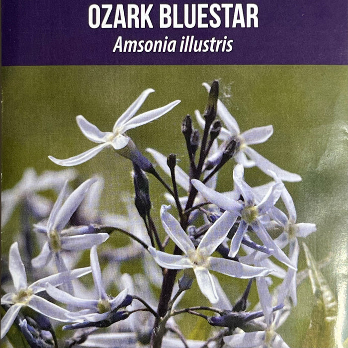 Seed Pack - Ozark Bluestar (Amsonia illustris)