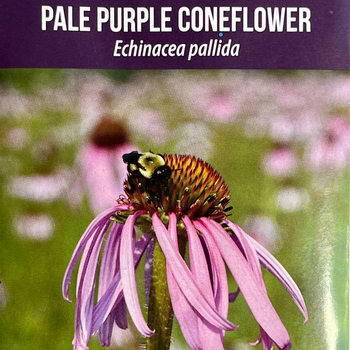Seed Pack - Pale Purple Coneflower (Echinacea pallida)