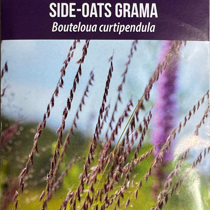 Seed Pack - Side-oats Grama (Bouteloua curtipendula)