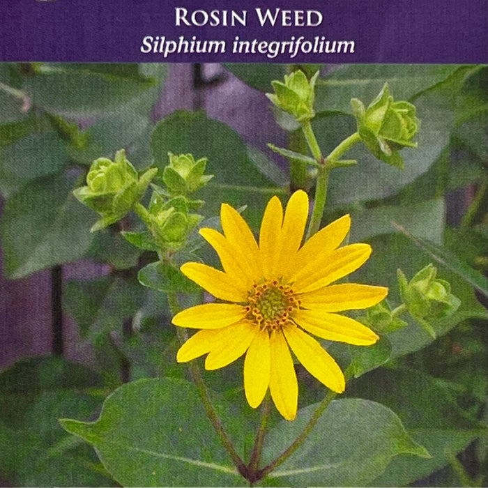 Seed Pack - Rosinweed (Silphium integrifolium)